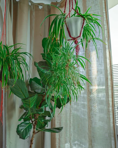 Plantas Araña Maceta Blanca Está Colgando Alféizar Una Ventana Apartamento —  Fotos de Stock