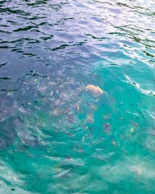 Yüzen güzel balıklarla kristal gibi berrak bir suyun tepesinde. Boşluğu kopyala.