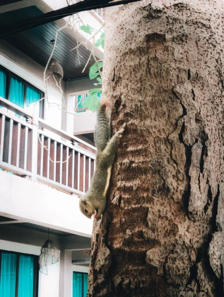 Squirell Comendo Árvore Perto Resort — Fotografia de Stock