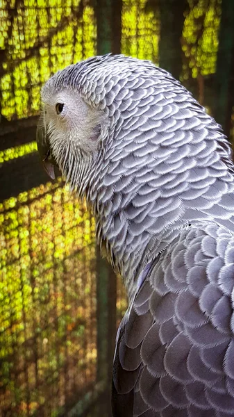 Közelkép Afrikai Szürke Papagáj Psittacus Erithacus Hátulról — Stock Fotó