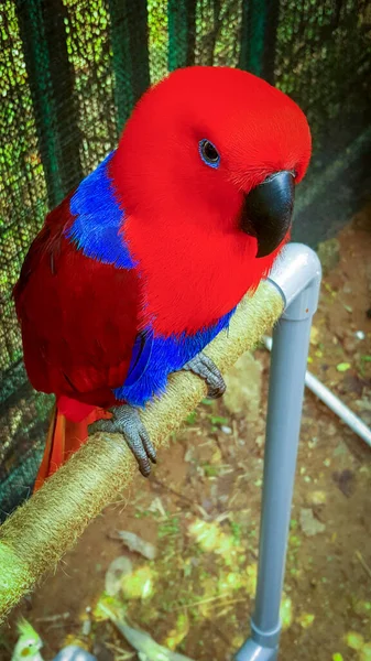 Scarlet Macaw Ara Makaó Állványon — Stock Fotó