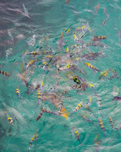 Überkopfschuss Von Kristallklarem Wasser Mit Schönen Fischen Beim Schwimmen — Stockfoto