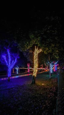 Açık hava ağaçlarını renkli LED dizgi ışıklarıyla parktaki dekorasyon için paketliyorum..