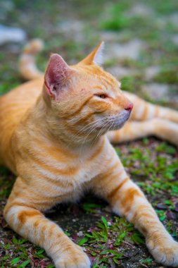 Sarı kedi portresinin yakın çekimi yerde oturuyor ve dinleniyor..