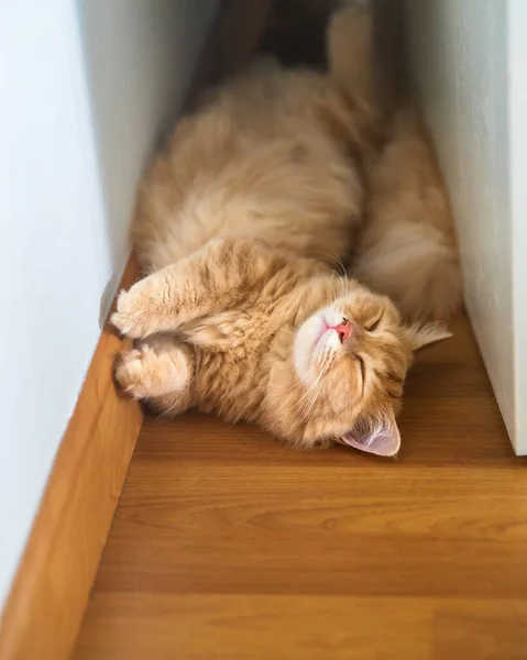 Munchkin Katze Liegt Auf Dem Boden Hinter Der Tür — Stockfoto