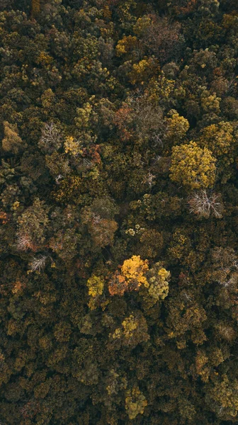 Aerial Top View Forest Tree Rainforest Ecosystem Healthy Environment Concept — Stockfoto