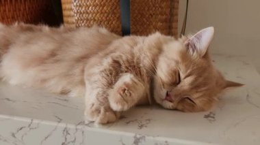 Cat sleeping on the marble top cabinet