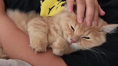 Massaging cute munchkin cat while holding it