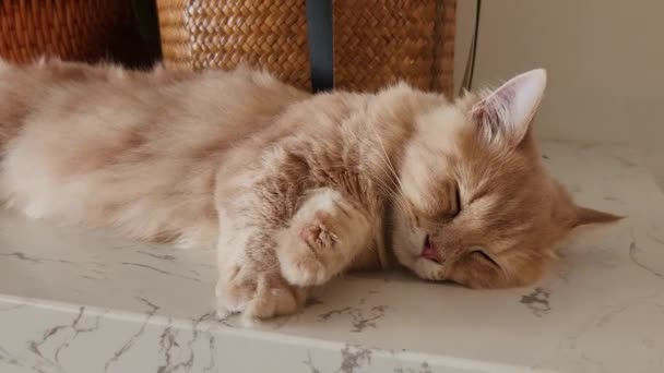 Cat Sleeping Marble Top Cabinet — Vídeo de Stock