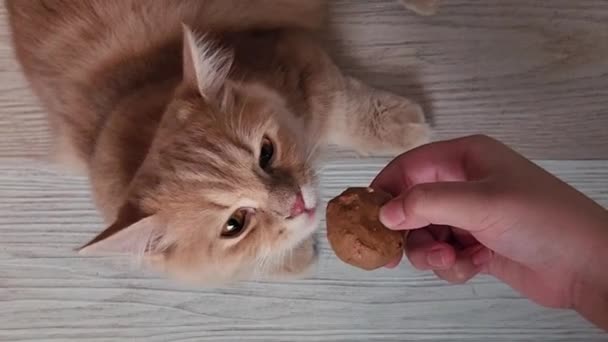 Top View Cute Cat Licking Snack Hand — Vídeo de stock