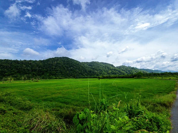 Beautiful Green Paddy Field Mountain Perlis Malaysia — Stockfoto
