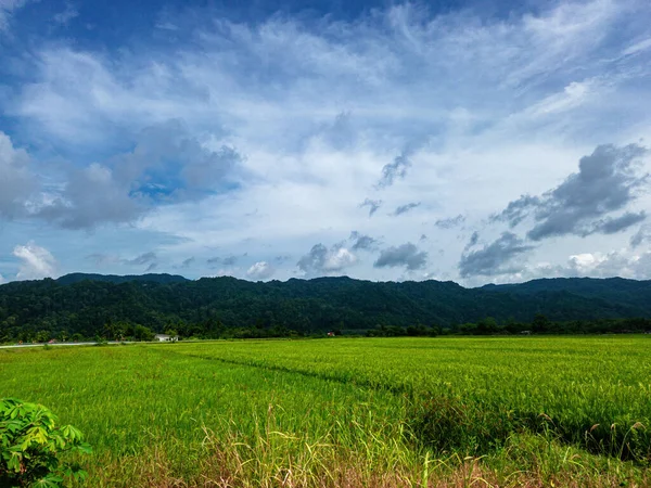 Beautiful Green Paddy Field Mountain Perlis Malaysia — Zdjęcie stockowe