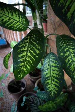 Broad dark green leaves with bold light green venation of potted Angel's wing, Caladium lindenii plant
