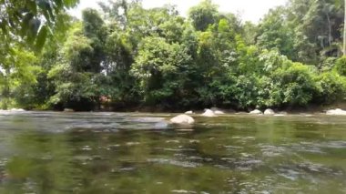 Nature river rainforest flowing