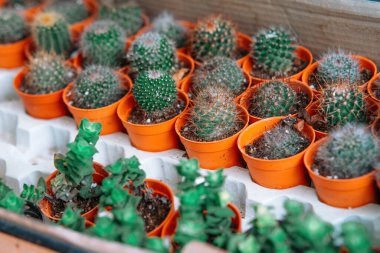 Kaktüs ve sulular küçük kaplarda.