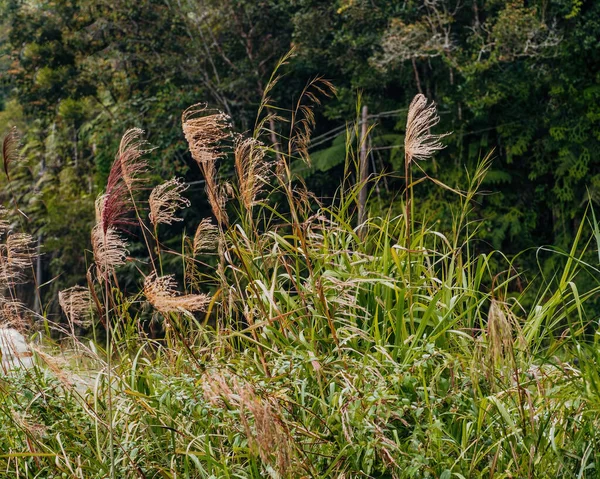 Grande Herbe Dans Jungle Forêt Tropicale — Photo