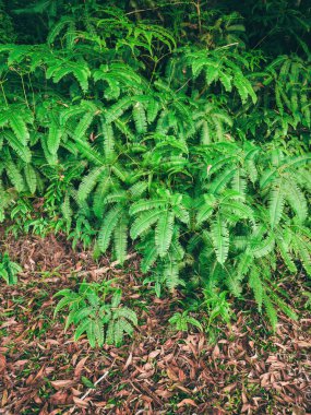 Yazın büyüyen yeşil eğreltiotu ağacı. Yeşil yapraklı eğreltiotu doğal arka planda.