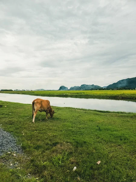 Cow Grazing Pond Green Paddy Overlooking Mountain Perlis Malaysia — Stok Foto