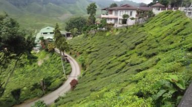 Cameron Highlands, Malezya, 16 Sep 2022 4k el bilgisayarı aşağıdan yukarıya manzara manzarası, Çay Çiftliği bahçesi, bulutlu gökyüzü. Endüstriyel çiftlik