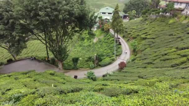 Cameron Highlands Malaysia Sep 2022 Handheld Panning Right View Tourist — Stock Video