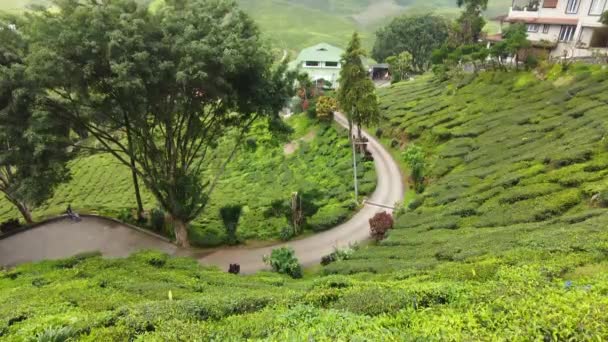 Cameron Highlands Malaysia Sep 2022 Amazing View Tea Farm Tilt — Stock Video