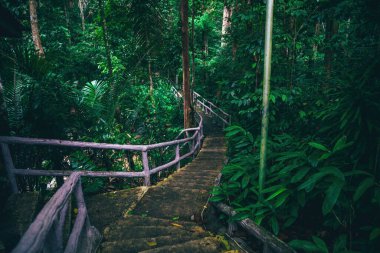 long stairs going deep into the green rainforest