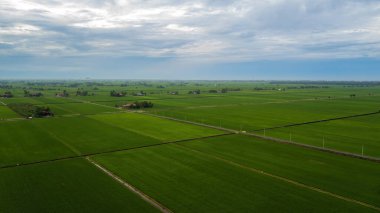 Çiftlik mevsiminde çeltik tarlalarının havadan görünüşü.
