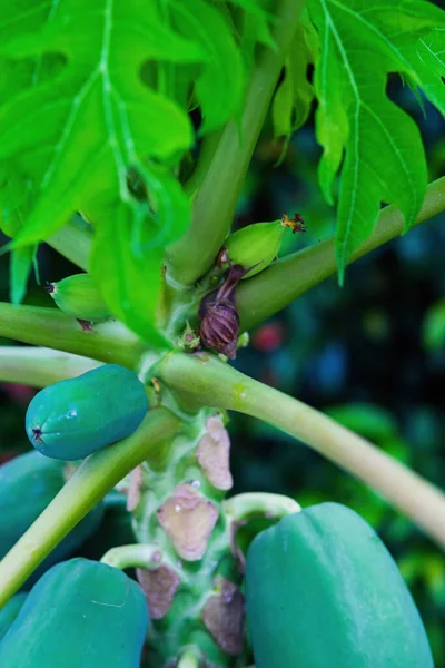 Snail eating from the papaya tree.