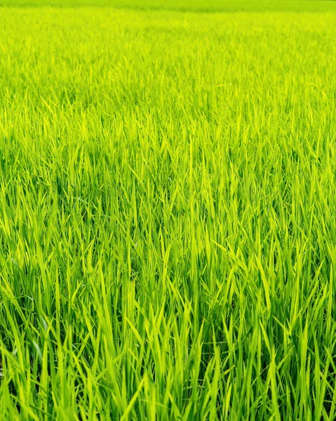 Green Paddy Field Sunrise — Stock Photo, Image