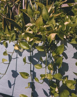 Arka plan epipremnum aureum ya da altın pothos sabah güneş doğarken bahçede 