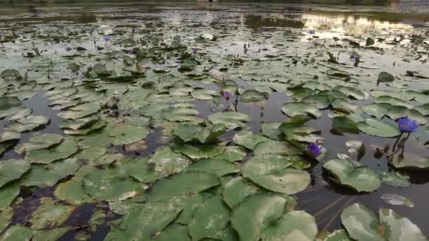 Bangi Selangor Malezja Niesamowity Widok Panoramiczny Prawo Fioletowej Lilii Wodnej — Wideo stockowe