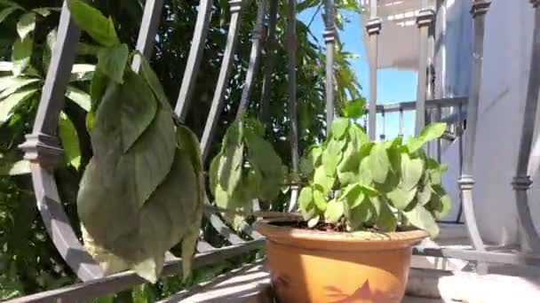 Planta marchita está resucitando después de ser regado en un lapso de tiempo balcón — Vídeos de Stock