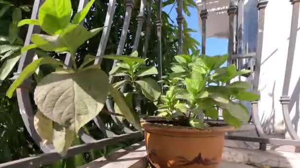 Durch die globale Erwärmung stirbt eine Pflanze aufgrund des heißen Wetters. Zeitraffer — Stockvideo