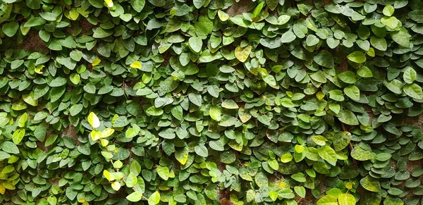 Grüne Kletterfeigenpflanze Oder Ficus Pumila Moraceae Der Wand Besten Als — Stockfoto