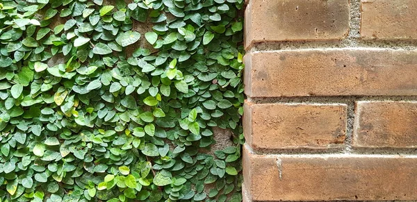 Grüne Kletterfeigenpflanze Oder Ficus Pumila Moraceae Der Wand Besten Als — Stockfoto