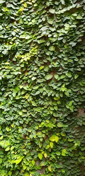 Grüne Kletterfeigenpflanze Oder Ficus Pumila Moraceae Der Wand Besten Als — Stockfoto