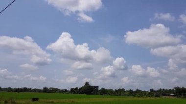 Yeşil yapraklı, mavi gökyüzlü ve Endonezya 'daki güzel bulutlu çeltik tarlası manzarası.