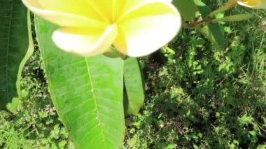Güzel sarı Plumeria Rubra LCV. Kamu parkındaki Acutifolia çiçeği, güneşli bir günde yeşil arka planlı Kamboja çiçeği olarak adlandırılır.