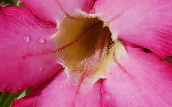 Beautiful Close Pink Flower Pink Allamanda Allamanda Blanchetii Apocynaceae Drops — Photo
