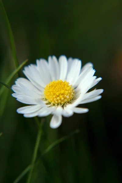 Όμορφο Λουλούδι Daisy Ανθίζει Στο Πάρκο Κατά Διάρκεια Του Ηλιακού — Φωτογραφία Αρχείου