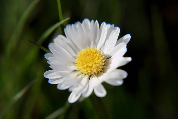 Όμορφο Λουλούδι Daisy Ανθίζει Στο Πάρκο Κατά Διάρκεια Του Ηλιακού — Φωτογραφία Αρχείου