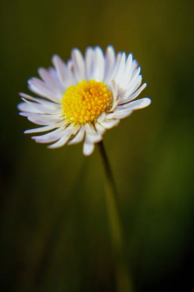 Όμορφο Λουλούδι Daisy Ανθίζει Στο Πάρκο Κατά Διάρκεια Του Ηλιακού — Φωτογραφία Αρχείου