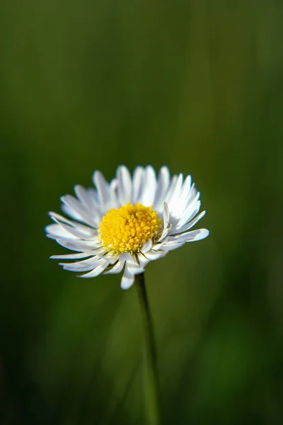 Όμορφο Λουλούδι Daisy Ανθίζει Στο Πάρκο Κατά Διάρκεια Του Ηλιακού — Φωτογραφία Αρχείου