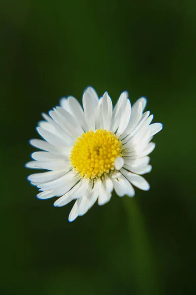 Όμορφο Λουλούδι Daisy Ανθίζει Στο Πάρκο Κατά Διάρκεια Του Ηλιακού — Φωτογραφία Αρχείου