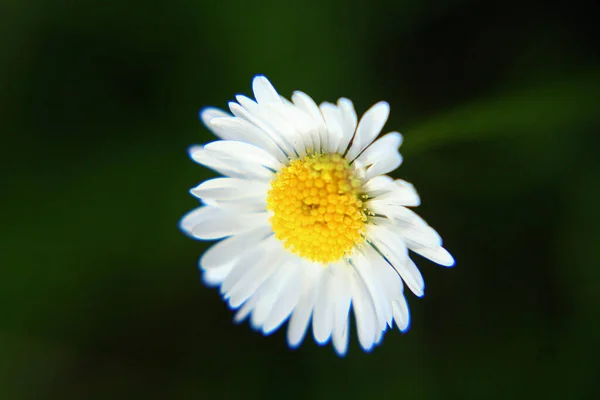 Beautiful Daisy Flower Blooming Park Sunlight Summer Day — Stock fotografie