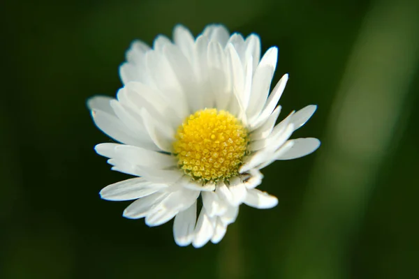 Beautiful Daisy Flower Blooming Park Sunlight Summer Day — ストック写真