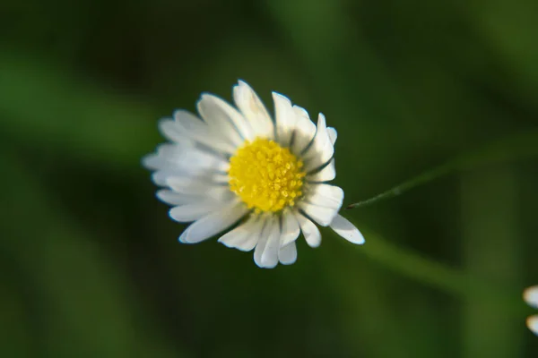 Όμορφο Λουλούδι Daisy Ανθίζει Στο Πάρκο Κατά Διάρκεια Του Ηλιακού — Φωτογραφία Αρχείου