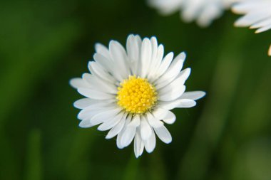 Beautiful Daisy flower blooming in the park during sunlight of summer day