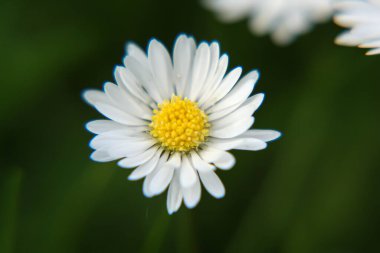 Beautiful Daisy flower blooming in the park during sunlight of summer day