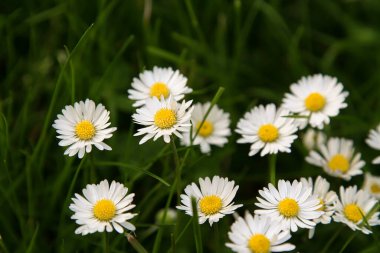 Beautiful Daisy flower blooming in the park during sunlight of summer day